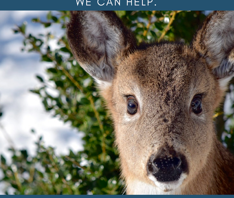 User Acceptance Testing doesn’t have to make you feel like a deer in the headlights – Zuri Group can help